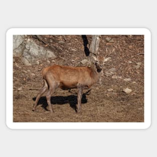 Red Deer Sticker